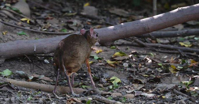 Facing to the left as seen from its back then starts eating on the ground, Lesser Mouse-deer Tragulus kanchil, Thailand