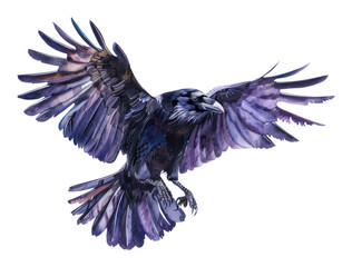 PNG Raven blackbird agelaius animal - obrazy, fototapety, plakaty