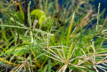 picture of garden grass alongwith its flowers and seeds