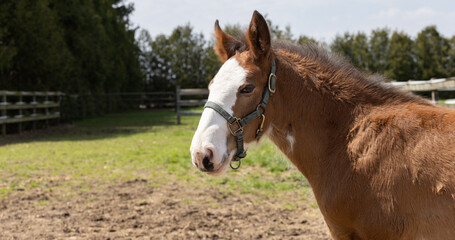 Clydesdale Baby Horse Gentle Gaze: A Young Foal's Countryside Day.