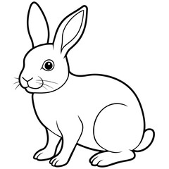 white rabbit isolated on white background