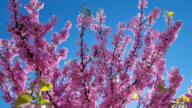 redbud flowers pink blue sky bees spring season