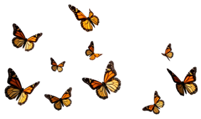 PNG Flying plain tiger butterflies butterfly animal insect
