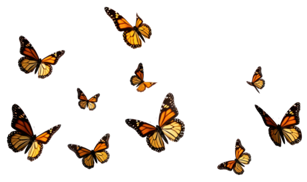 PNG Flying plain tiger butterflies butterfly animal insect