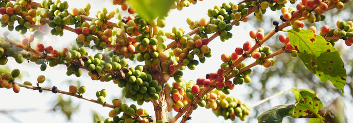 Banner coffee bean berry plant fresh seed. panoramic Ripe Red coffee tree growth green eco organic farm. Banner red ripe seed robusta arabica berries harvest coffee garden. Coffee bean tree copy space