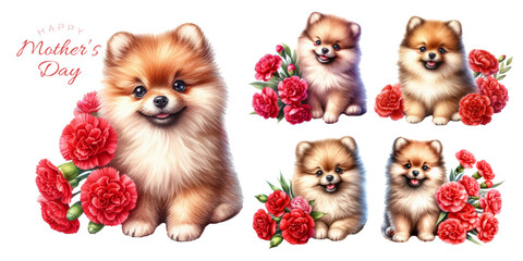 Pomeranian puppy and red carnation watercolor illustration material set