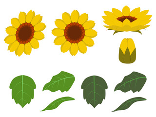 ミニひまわりの花と葉とつぼみ