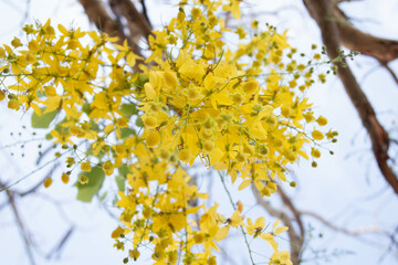 primavera flores