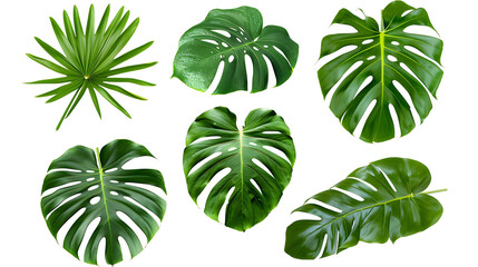 Fototapeta na wymiar tropical leaves hanging monsterra plant
