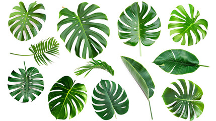tropical leaves hanging monsterra plant