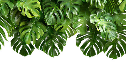 Tropical leaves hanging monsterra plant isolated on white background - obrazy, fototapety, plakaty