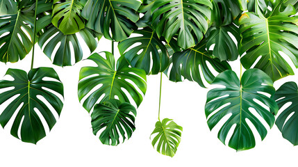 Tropical leaves hanging monsterra plant isolated on white background