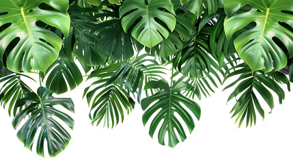 Tropical leaves hanging monsterra plant isolated on white background - obrazy, fototapety, plakaty