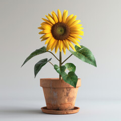 Obraz premium Sunflower Stock Photos | In a Pot