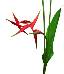 Tropical flowers Heliconia bihai flower (Red palulu) blooming isolated on transparent background