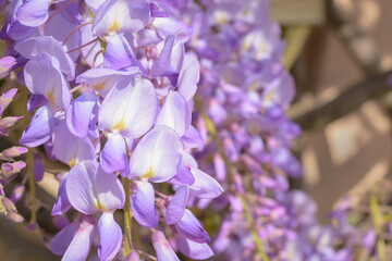 Part of a purple wisteria inflorescence on a blurred background