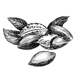 Bunch of almonds. Hand drawn retro styled black and white illustration