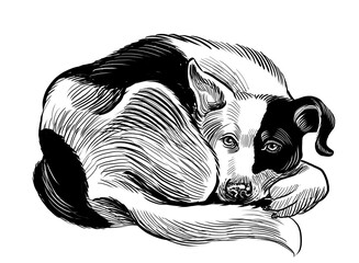 Resting dog. Hand drawn retro styled black and white illustration