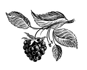 Wild blackberry. Hand drawn retro styled black and white illustration