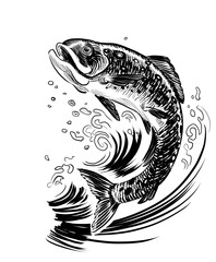 Jumping trout fish. Hand drawn retro styled black and white illustration