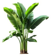PNG  A banana tree plant green leaf
