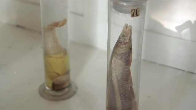 Aquatic Species Preserved in Jars with Formalin or Formaldehyde Solutions. Close Up.