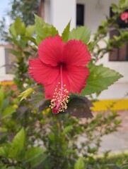 red hibiscus flower