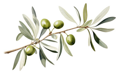 PNG Olive branch plant leaf tree - obrazy, fototapety, plakaty