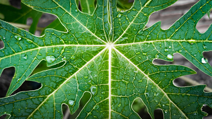 close up of green papaya leaf with water drop 