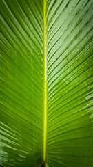 green banana leaf texture