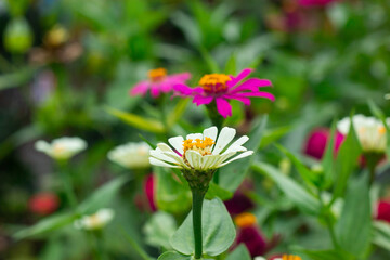 colorful zinnia flowers blooming in the flower garden