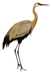 Obraz premium PNG Crane animal bird ciconiiformes