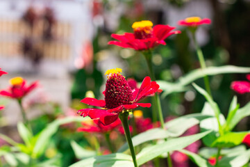 colorful zinnia flowers blooming in the flower garden