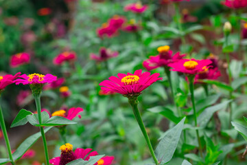 colorful zinnia flowers blooming in the flower garden