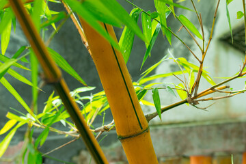 Colorful plant of  Bambusa vulgaris grown in the garden for hepatitis and cholesterol medicine,