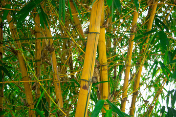 Colorful plant of  Bambusa vulgaris grown in the garden for hepatitis and cholesterol medicine,