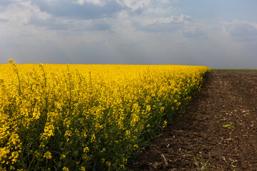yellow rapeseed canola field and dramatic blue, white storm cloud - 784917596