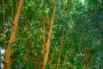 Colorful plant of  Bambusa vulgaris grown in the garden for hepatitis and cholesterol medicine,