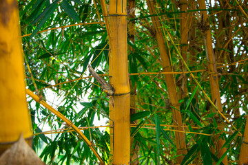 Colorful plant of  Bambusa vulgaris grown in the garden for hepatitis and cholesterol medicine,