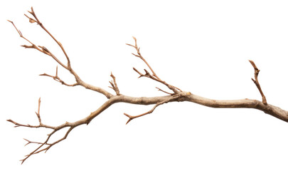 Obraz premium PNG Branch plant tree white background