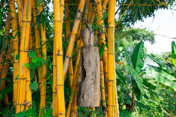 Colorful plant of  Bambusa vulgaris grown in the garden for hepatitis and cholesterol medicine,