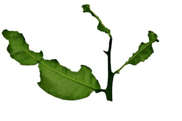 kaffir lime leaves are  eaten away by caterpillars on a white background
