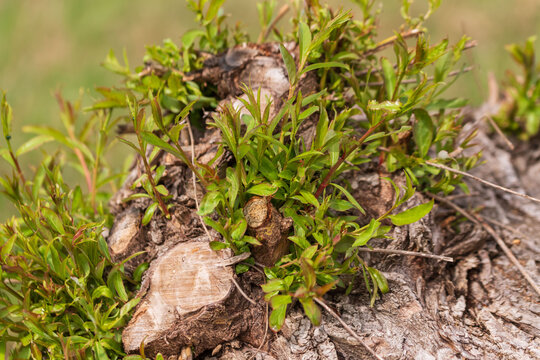 Ein abges&auml;gter Baum treibt erneut aus