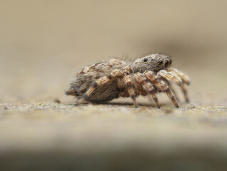 Jumping spider on the sandy soil seen from the side - obrazy, fototapety, plakaty