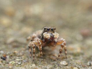 Jumping spider on the sandy soil seen from the front - obrazy, fototapety, plakaty