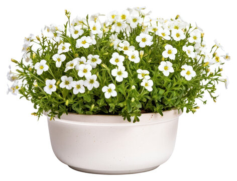 PNG Flower plant daisy vase
