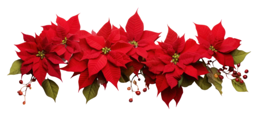 PNG Poinsettia Garland flower plant petal