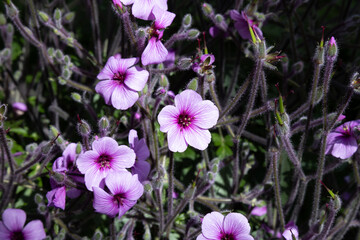 Geranium maderense, known as giant herb-Robert or the Madeira cranesbill