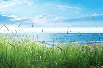 Green grass on the beach and blue sky background,  Nature composition