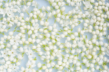 Thai jasmine flower on white background.